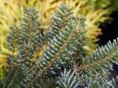 Abies koreana 'Blue Emperia' 